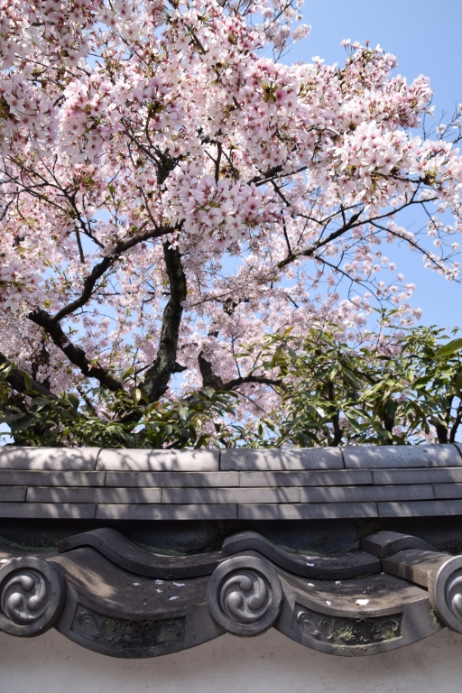 Cherry-blossoms-kyoto